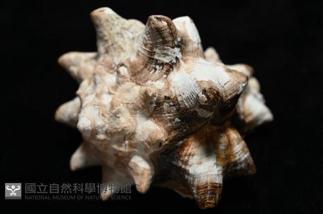 短拳螺藏品圖，第11張