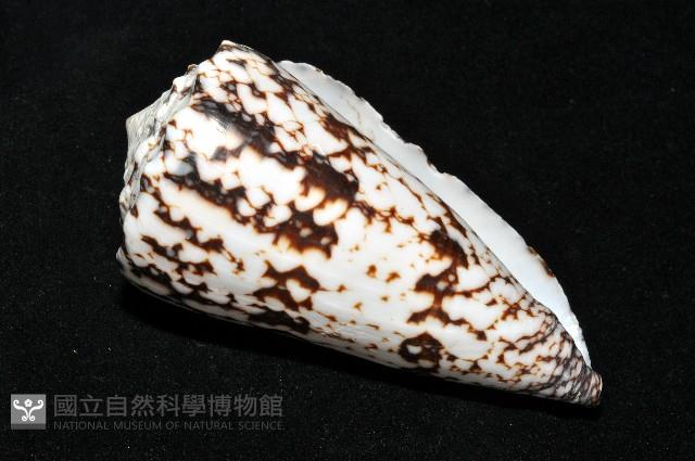 網目大理石芋螺藏品圖，第11張