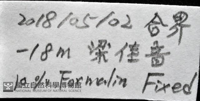 未知種多鱗蟲藏品圖，第11張