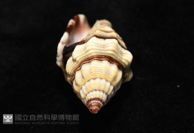 黑帶蛹筆螺藏品圖，第11張