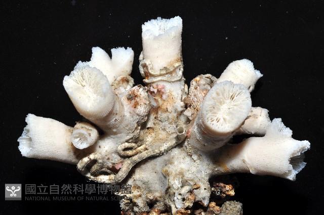軸樹珊瑚(軸木珊瑚)藏品圖，第11張