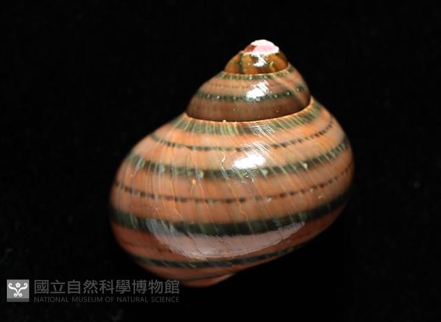 芮氏蠑螺藏品圖，第11張