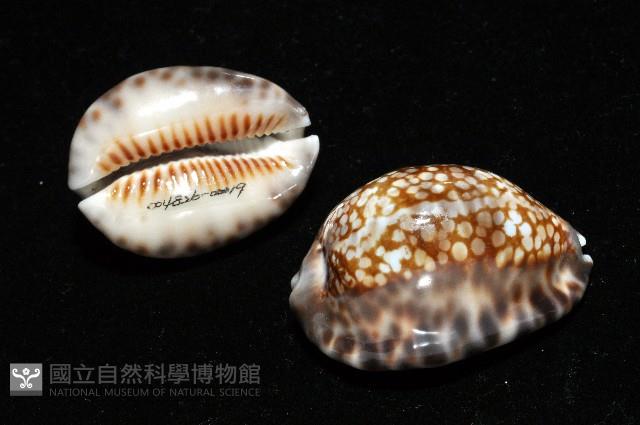 扁緣寶螺藏品圖，第11張