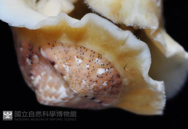 鱗紋石鱉藏品圖，第11張