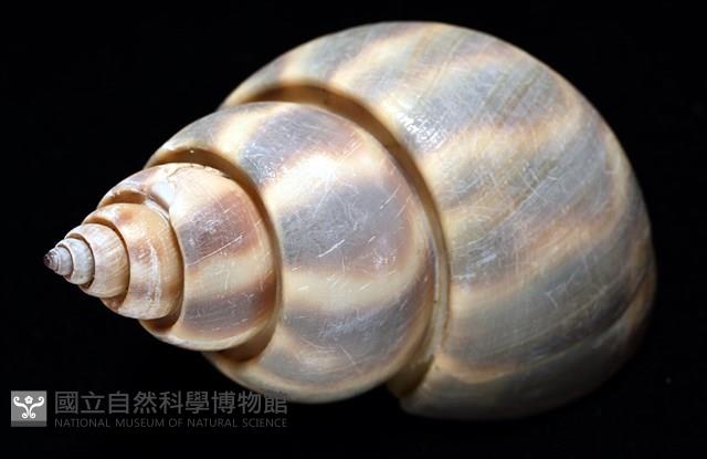 皮氏鳳螺藏品圖，第11張