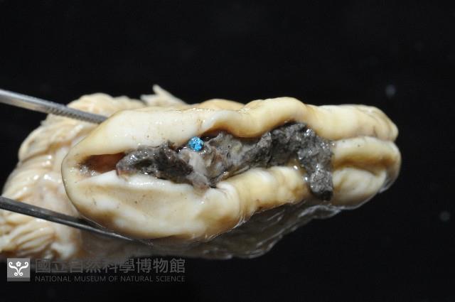 豹紋海葵(暫譯)藏品圖，第11張