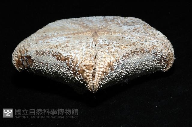 麵包海星(饅頭海星)藏品圖，第11張
