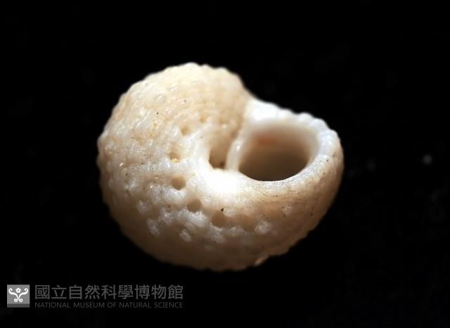 荔枝花冠螺藏品圖，第11張