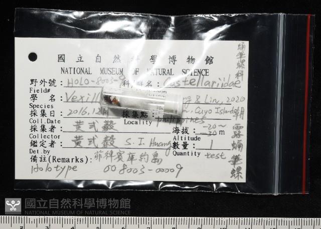 朝露蛹筆螺藏品圖，第11張