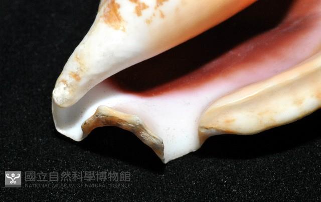 紫袖鳳凰螺藏品圖，第11張