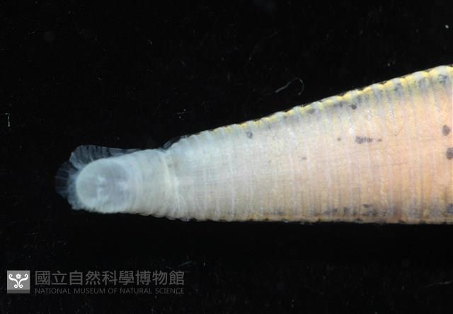 光潤金線蛭藏品圖，第10張