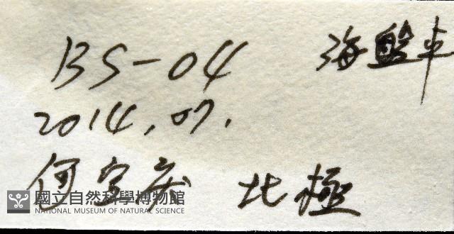 未知種海盤車藏品圖，第11張