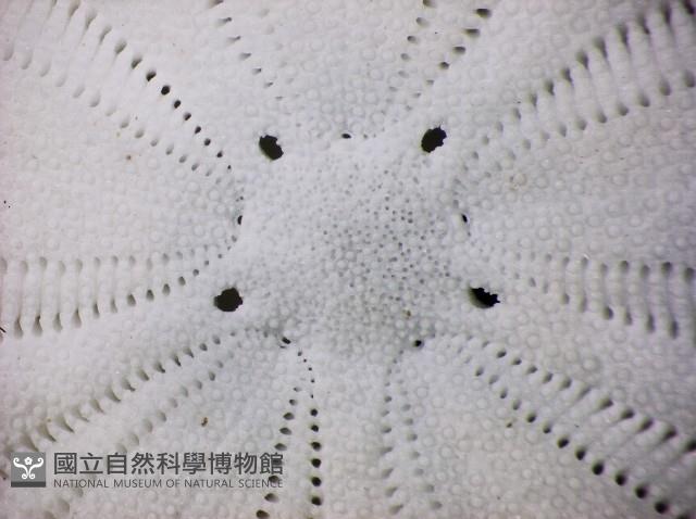 盾形網溝海膽藏品圖，第11張