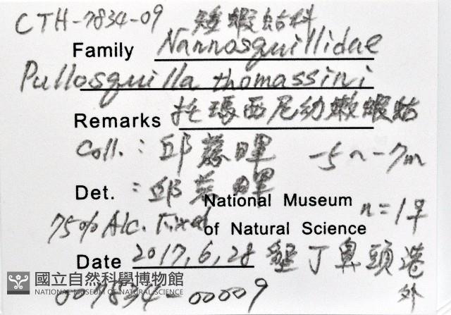 托瑪西尼幼嫩蝦蛄藏品圖，第11張