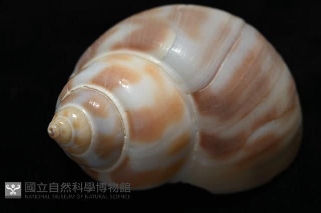 妃珍鳳螺藏品圖，第11張