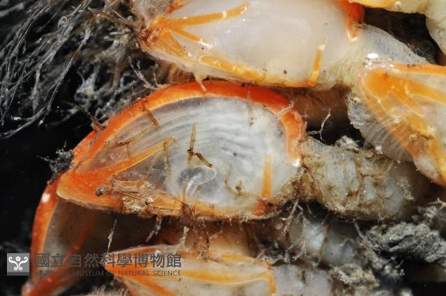 直板茗荷藏品圖，第11張