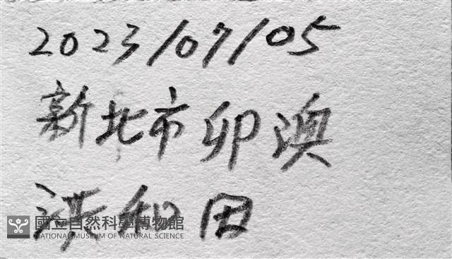 脊背壺海膽藏品圖，第11張
