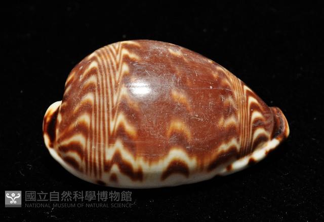 山水寶螺藏品圖，第11張