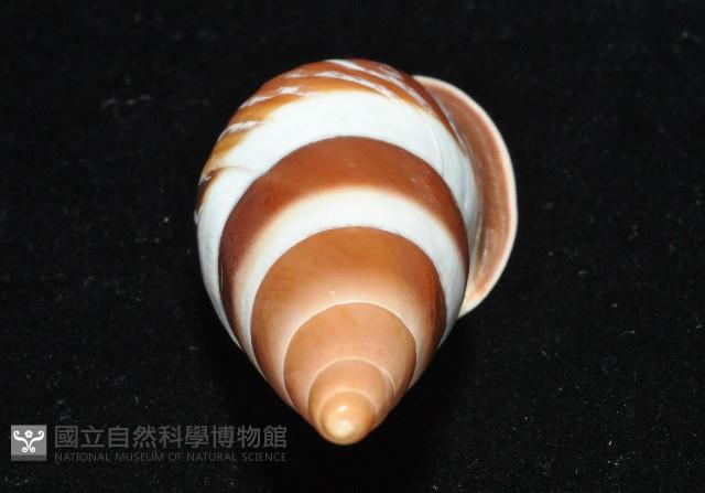 美嬌蝸牛藏品圖，第11張