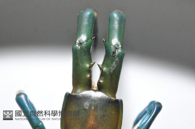 日本巨蜈蚣藏品圖，第11張