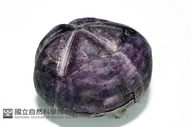 中華釜海膽藏品圖，第11張