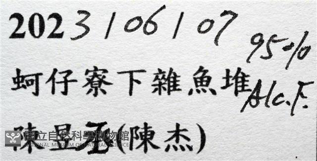 圓形狼牙蟹藏品圖，第11張