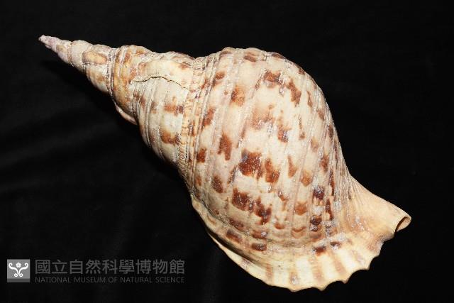 大法螺藏品圖，第11張