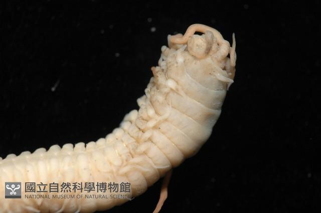 刺管薩歐蟲藏品圖，第11張