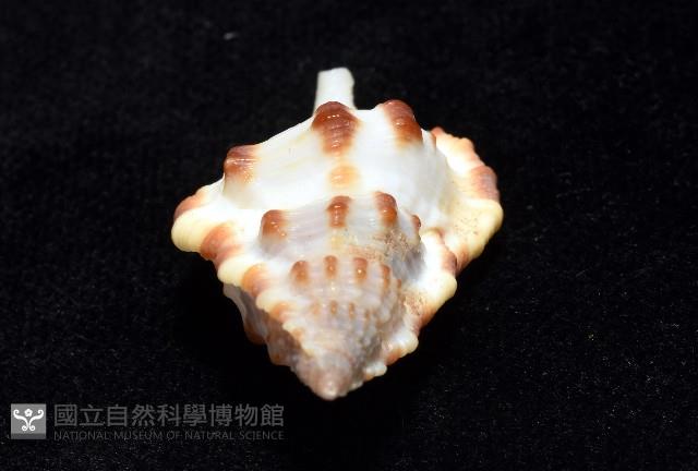 褐廇翼法螺藏品圖，第11張