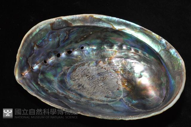 紐西蘭鮑螺藏品圖，第11張