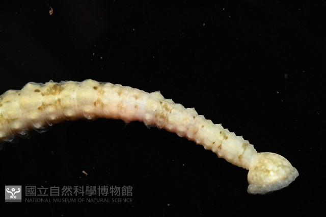 未知種海蛭藏品圖，第11張
