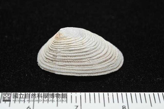 尖頂梳齒笠螺藏品圖，第11張