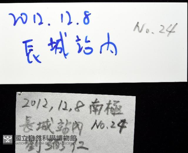 南極笠螺藏品圖，第11張