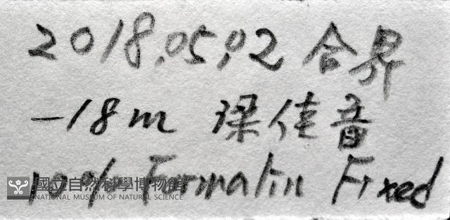網紋海女蟲藏品圖，第11張