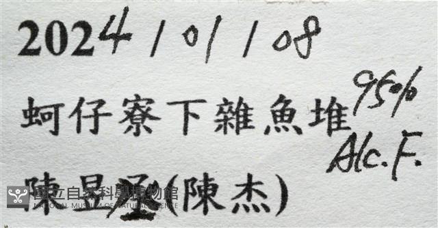 未知種毛刺蟹藏品圖，第11張