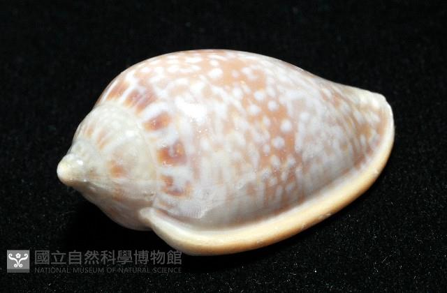 艷紅穀米螺藏品圖，第11張