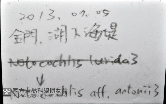安東尼玉螺藏品圖，第11張