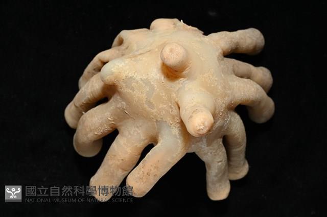 寄居蟹鞘群海葵藏品圖，第11張