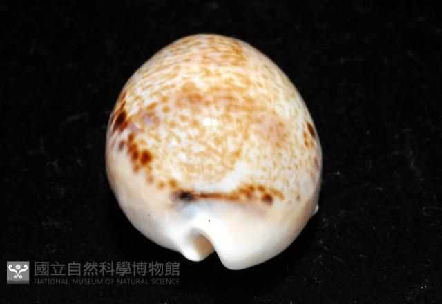 玉女寶螺藏品圖，第11張