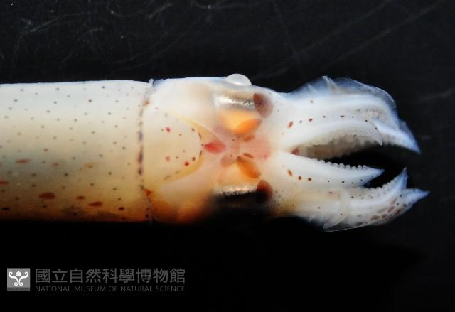 奧蘭鳶柔魚藏品圖，第11張