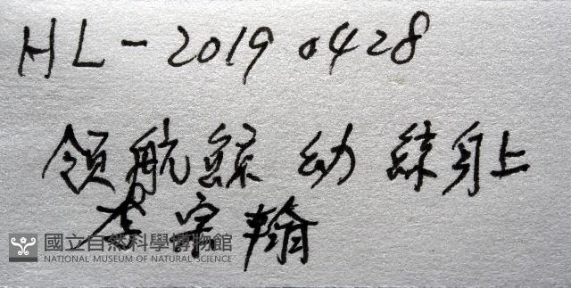 鯨虱的一種藏品圖，第11張