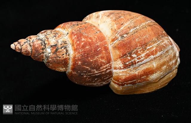 霧花鳳螺(華南鳳螺)藏品圖，第11張