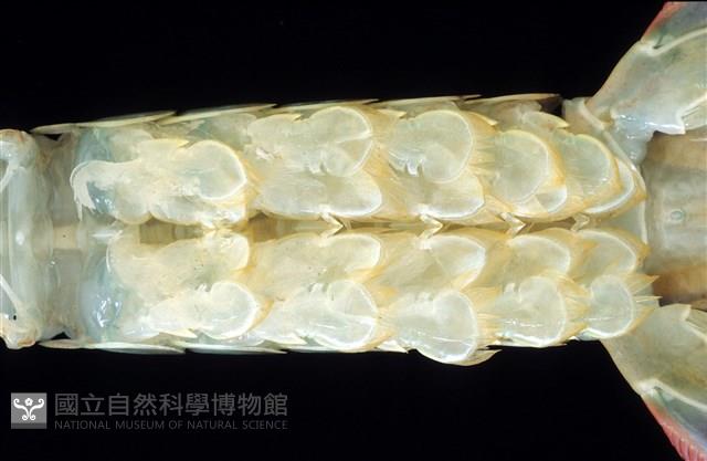 脊尾齒指蝦蛄藏品圖，第11張