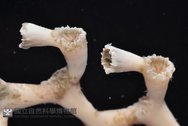 枝狀多目珊瑚藏品圖，第11張
