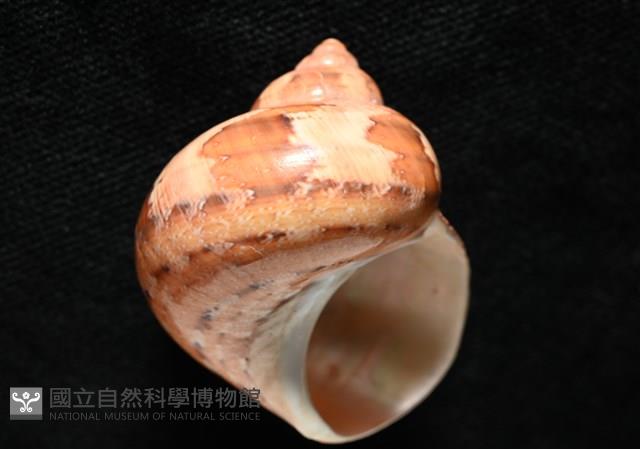 芮氏蠑螺藏品圖，第11張