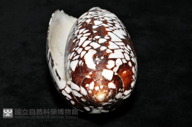 宮廷芋螺藏品圖，第11張