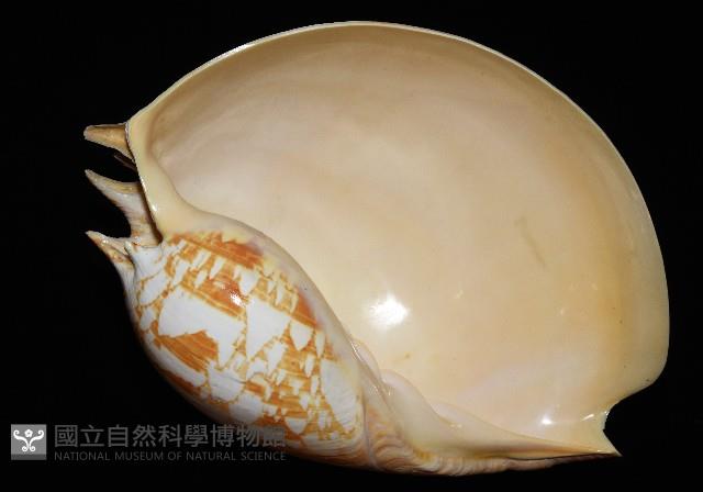 閃電椰子渦螺藏品圖，第11張