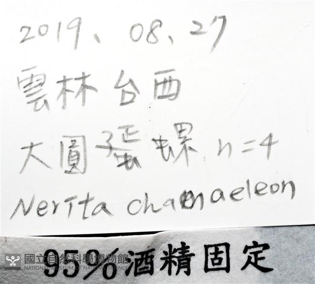 大圓蜑螺藏品圖，第11張