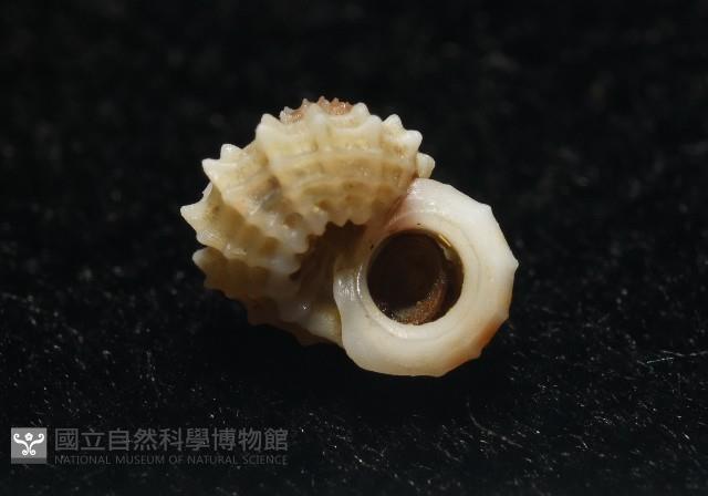 大溪花冠螺藏品圖，第11張