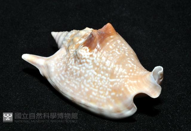 紅袖鳳凰螺藏品圖，第11張